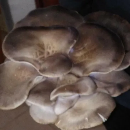 Tufaro Alberico Alojamento de Acomodação e Pequeno-almoço 3*