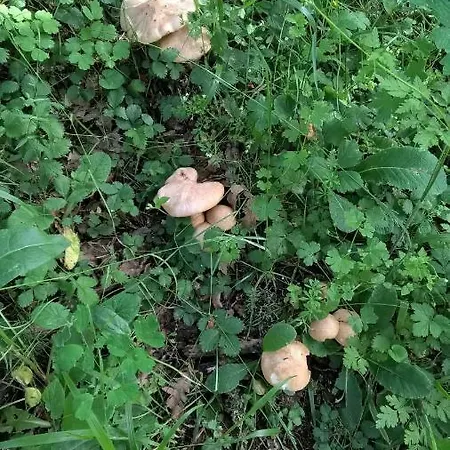 Tufaro Alberico Terranova di Pollino