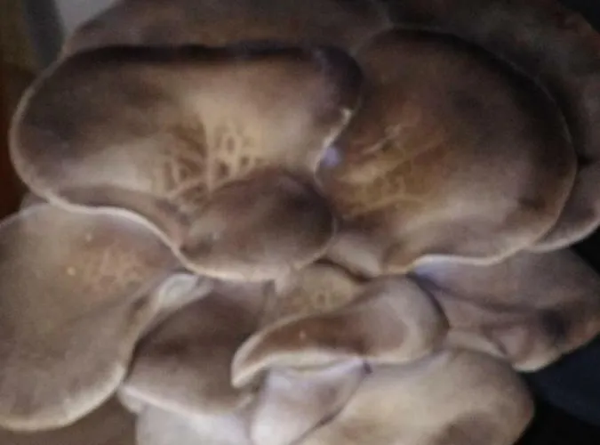 Tufaro Alberico Bed & Breakfast 3*